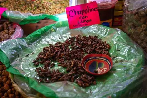 chapulines-традиционная-латинская-америка-недооцененные-блюда-мексика