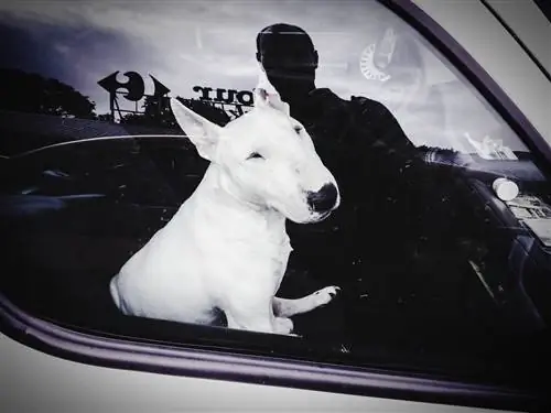 Фото: Снев Ротбок