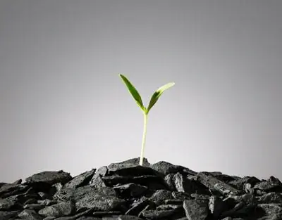 Biochar безопасно улавливает углерод, одновременно увеличивая рост биомассы на целых 20%.