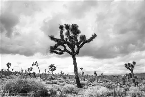 дерево Джошуа