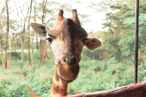 Места, где можно сфотографировать дикую природу и архитектуру Найроби