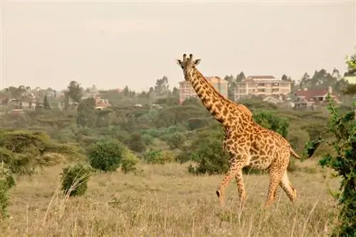 Места, где можно сфотографировать дикую природу и архитектуру Найроби