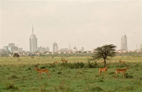 Места, где можно сфотографировать дикую природу и архитектуру Найроби