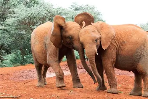 Места, где можно сфотографировать дикую природу и архитектуру Найроби