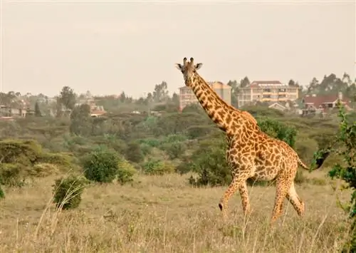 Это самые популярные места для Instagram в Найроби