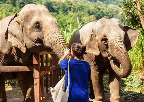 7 причин, по которым Таиланд является лучшим местом для практики волонтерского туризма