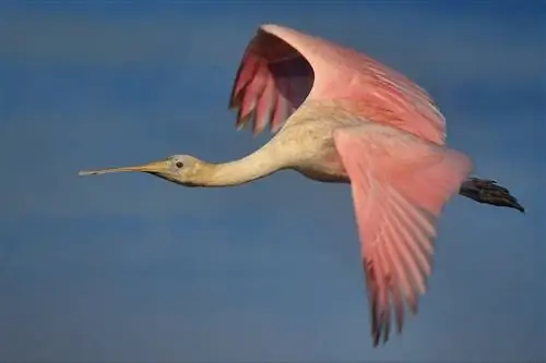 Заповедник Roseate Spoonbills Florida Ding Darling Preserve Заповедник Roseate Spoonbills Florida Ding Darling Preserve