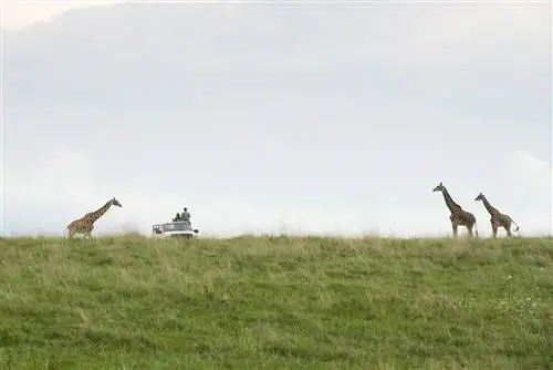 Wilds Tour Кембридж, Огайо