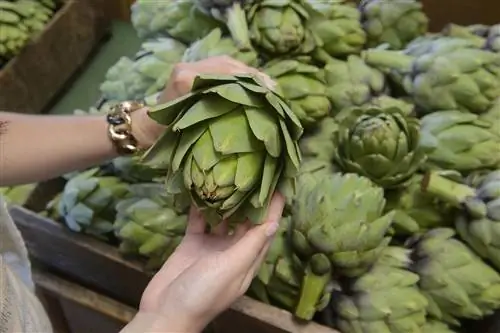 артишок монтерей