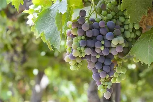 Виноградники Монтерея