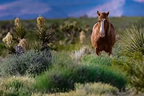 15 моментов, которые вы получите в путешествии по Неваде