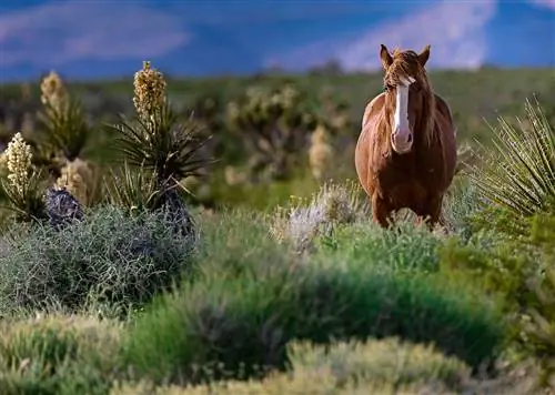 15 моментов, которые вы получите в путешествии по Неваде