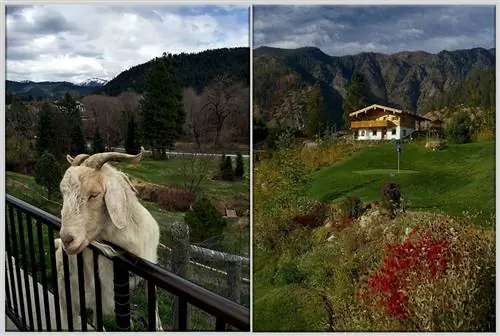 Ливенворт гольф и коза