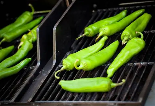 вылупить зеленый чили