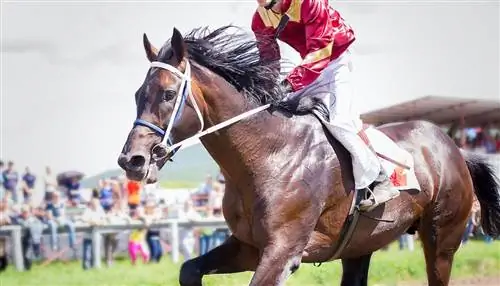 10 удивительных впечатлений, которые вы можете получить только в Кентукки