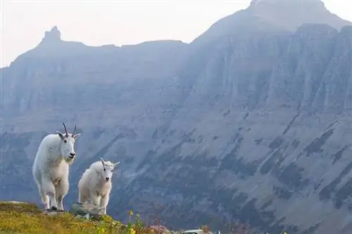 Козы Боб Монтана