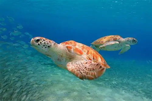 6 удивительных способов насладиться водой в Форт-Лодердейле и его окрестностях, Флорида