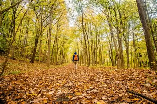 Осенняя листва в государственном парке Sleeping Giant в Новой Англии