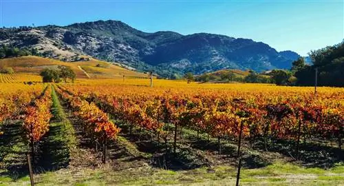Лучшие места, чтобы увидеть осеннюю листву в долинах Напа и Сонома
