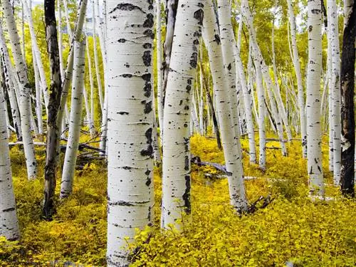 Белые осины и их осенняя листва в Аспене, Колорадо.