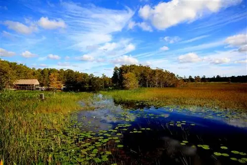 Заповедник Грасси Уотерс Эверглейдс