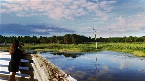 пальмовые пляжи