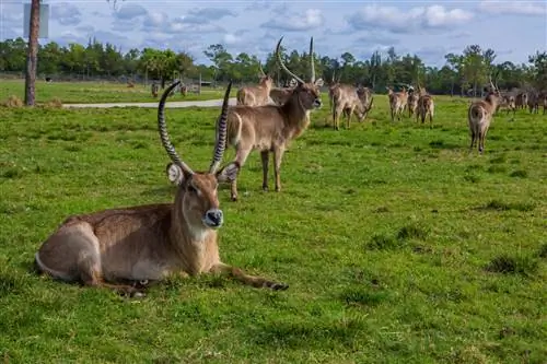 Сафари в стране львов