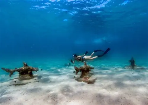 7 приключений, о которых вы не знали, что они возможны в Палм-Бич, Флорида