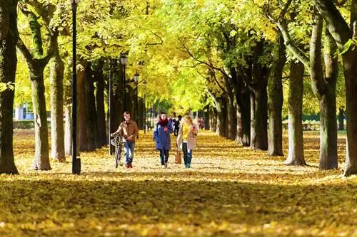 Норвегия Осло осенние деревья