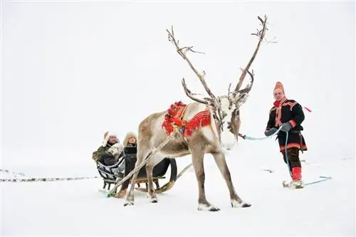 Саамы и северный олень Норвегия