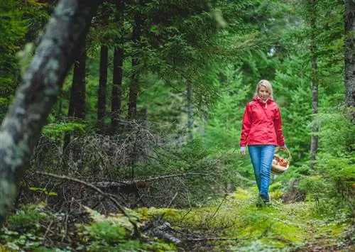 Как охотиться за грибами в прибрежных тропических лесах Орегона