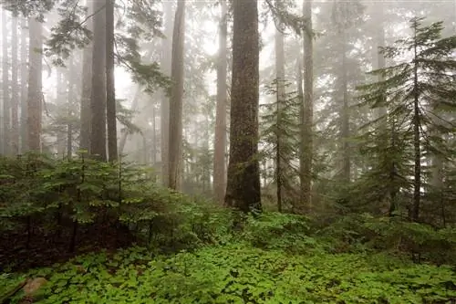 Утренний туман в лесу