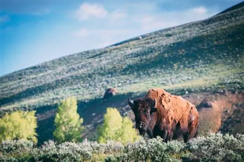Бизон, долина Ламар, Йеллоустон