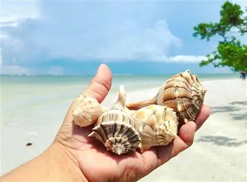 Путеводитель по окрестностям: Пляжи Форт-Майерса и Санибела