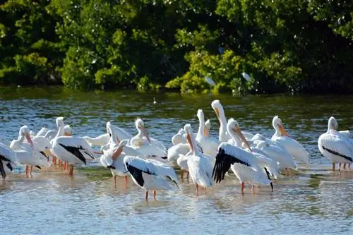 Руководство по гребле: где, когда и как кататься на байдарках и SUP на пляжах Форт-Майерса и Санибела