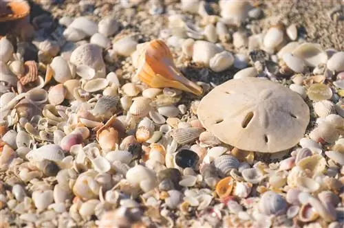 Пляжные ракушки Sanibel