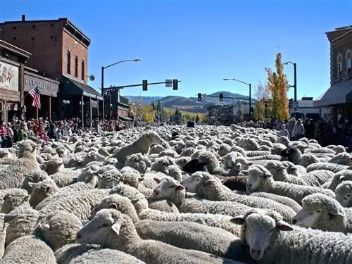 Путеводитель по самым крутым городкам Айдахо