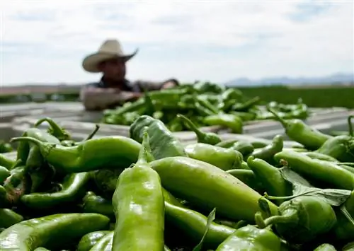 15 впечатлений, которые вы можете испытать только в Нью-Мексико
