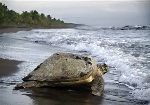 Национальный парк Тортугеро