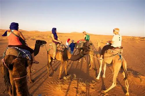 Люди верхом на верблюдах