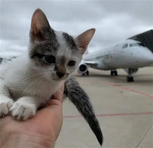 Котенок спасен в аэропорту Луисвилля