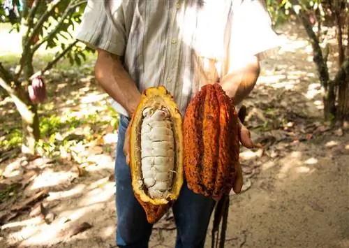 13 фруктов со всего мира, которые вы не едите (но должны есть)