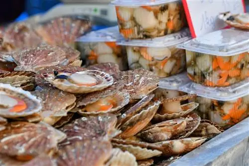 Морские гребешки, региональная кухня Франция