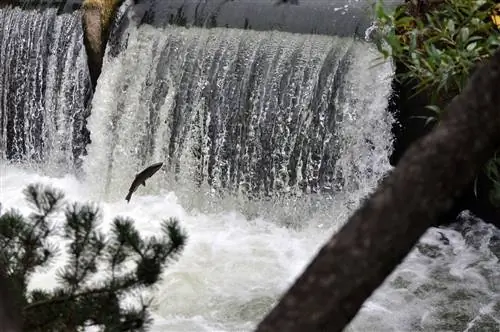 Лосось прыгает через водопад Tumwater Falls в Tumwater, штат Вашингтон, США, морепродукты в Вашингтоне.
