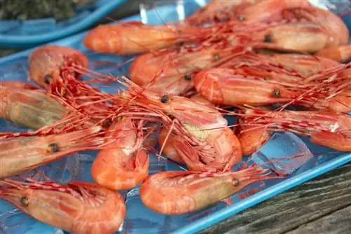 Креветки с островов Сан-Хуан, морепродукты в Вашингтоне