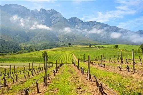Горные виноградники, Тулбах, маленькие городки ЮАР
