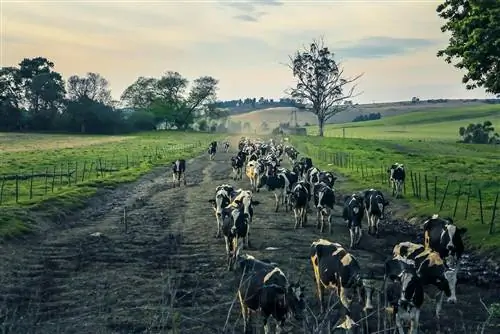 Мидлендс Меандр, небольшие города в Южной Африке