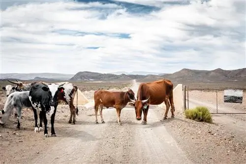 Крупный рогатый скот Ladissmith South Africa, автопутешествие по Южной Африке