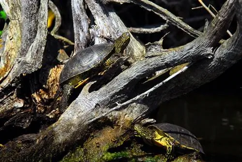 Черепахи, В, В, Дунай, Дельта, гребля в дельте Дуная