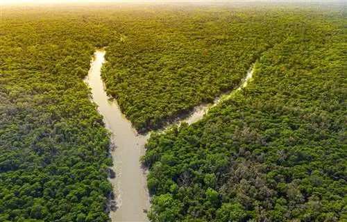 Чудеса природы под угрозой-Sundarbans-Mangrove-Forest-1713408154, Чудеса природы под угрозой